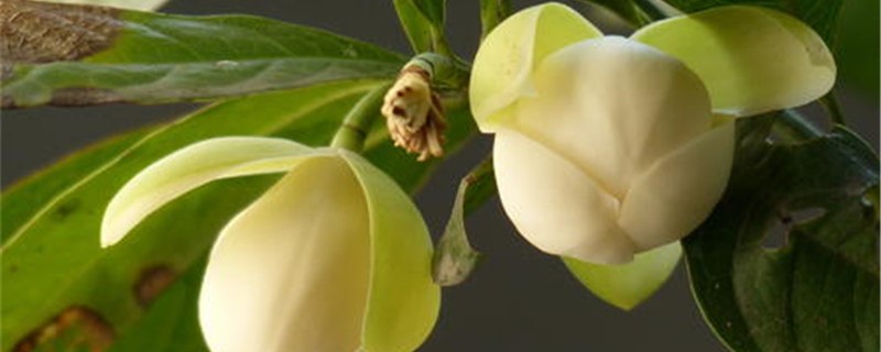 夜合花花语 夜合花花语