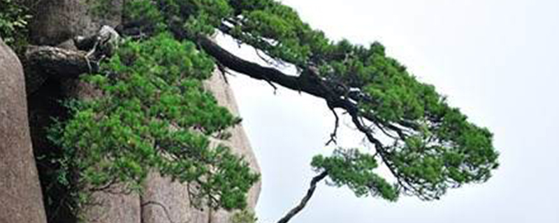 松树是什么植物 松树是什么植物