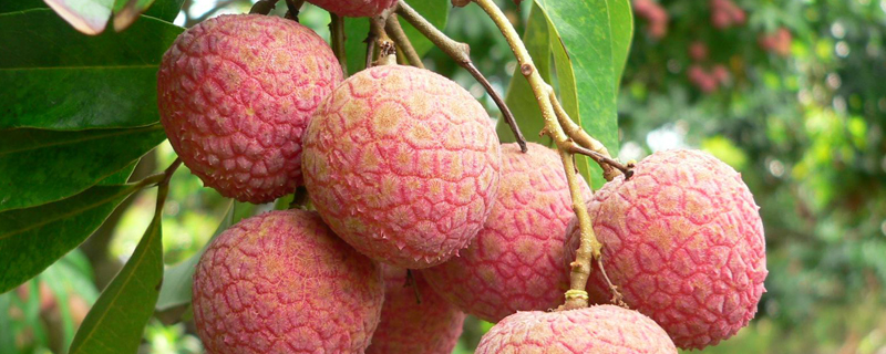 荔枝特点 荔枝特点