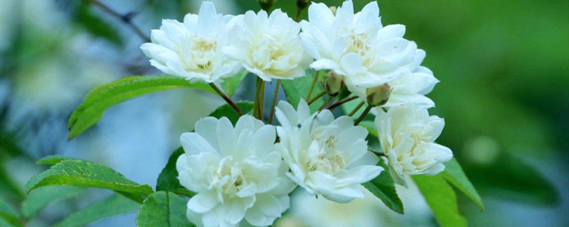 木香花花语 木香花花语