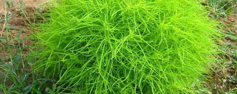 地肤种植密度 地肤种植密度