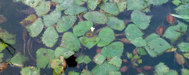 菱角长在泥里还是水里 菱角长在泥里还是水里