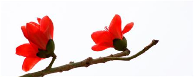 木棉的花语是什么 木棉的花语是什么