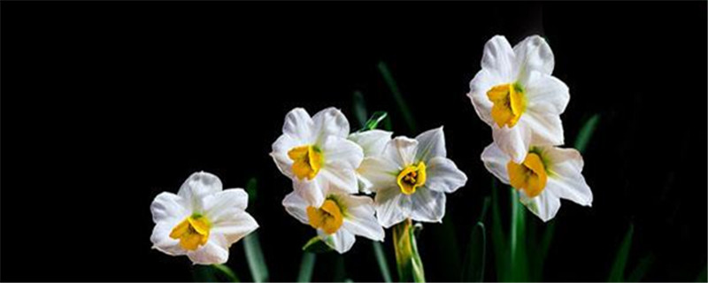 水仙花有几个花瓣 水仙花有几个花瓣