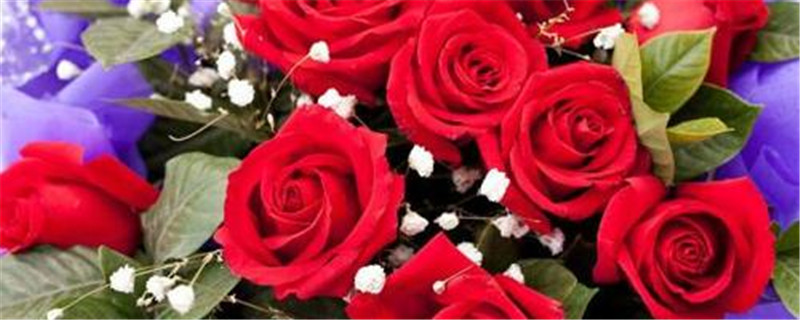 玫瑰花水养可以养多久 玫瑰花水养可以养多久
