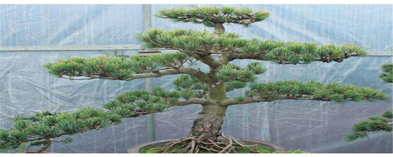 大阪松有几个品种