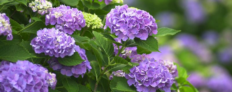 绣球花几月施肥 绣球花几月施肥