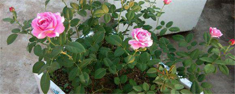 月季笋芽处理 月季笋芽处理