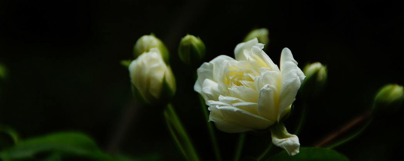 木香花为什么不能种 木香花为什么不能种