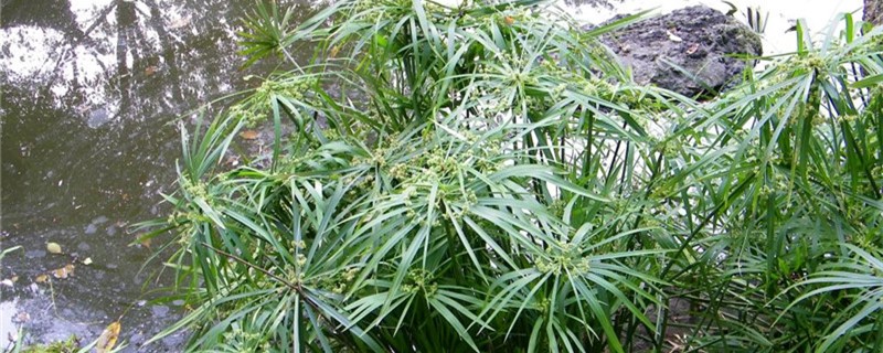 风车草的寓意是什么 风车草的寓意是什么