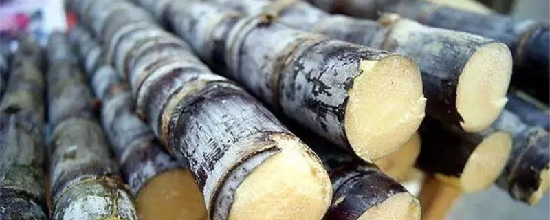 甘蔗生长在什么地方 甘蔗生长在什么地方