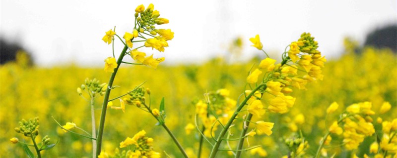 广西油菜花什么时候开 广西油菜花什么时候开