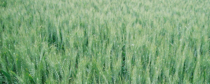 麦田年后除草的时间 麦田年后除草的时间