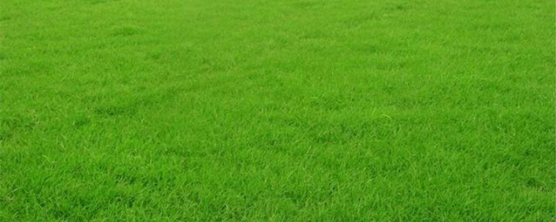 果岭草不修剪会怎样 果岭草不修剪会怎样