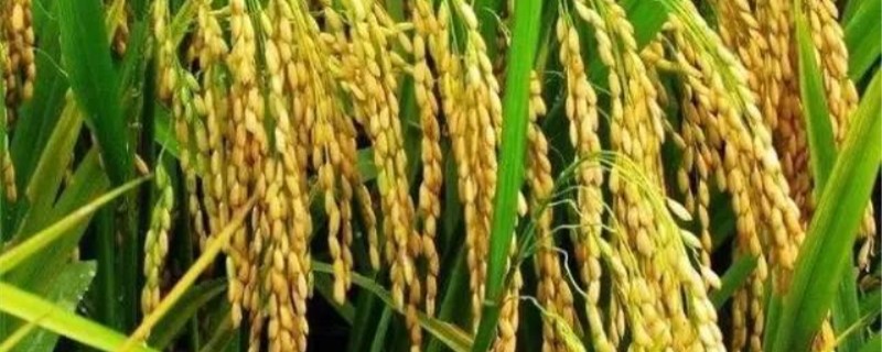 硫对农作物的作用 硫对农作物的作用