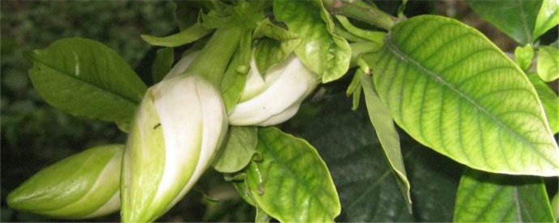 栀子花的叶黄了怎么办 栀子花的叶黄了怎么办