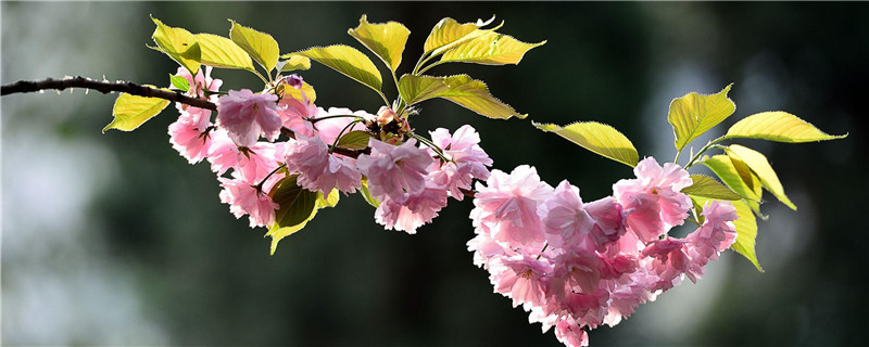 日本樱花什么季节开放 日本樱花什么季节开放