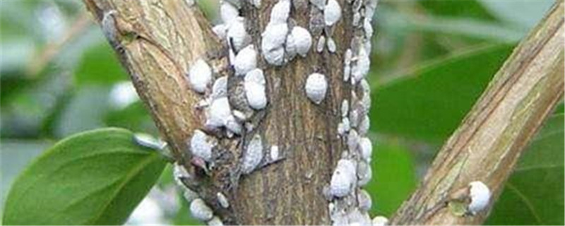 蚍虫林能杀哪些害虫 蚍虫林能杀哪些害虫