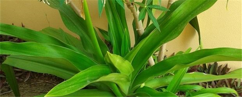 像玉米叶子一样叫什么花 像玉米叶子一样叫什么花