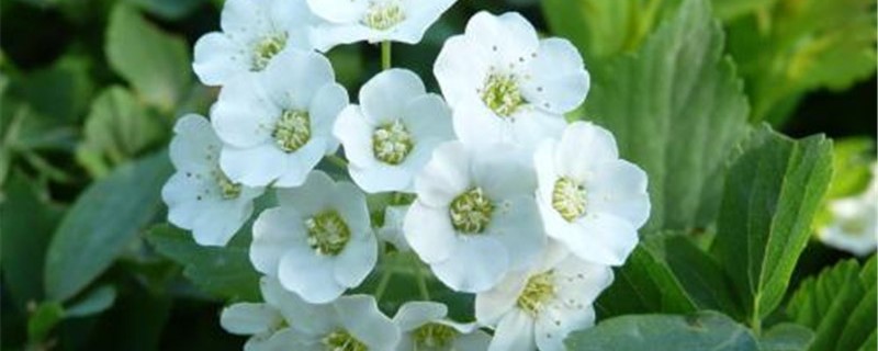 绣线菊花语是什么 绣线菊花语是什么