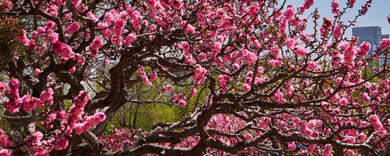 桃花品种介绍 桃花品种介绍