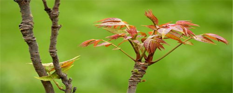 香椿树大棚种植方法 香椿树大棚种植方法