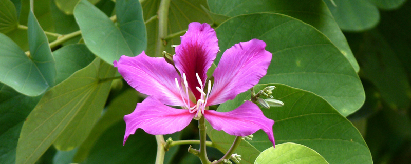 代表香港的花 代表香港的花