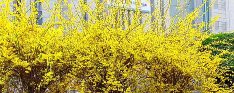 金钟花花语 金钟花花语