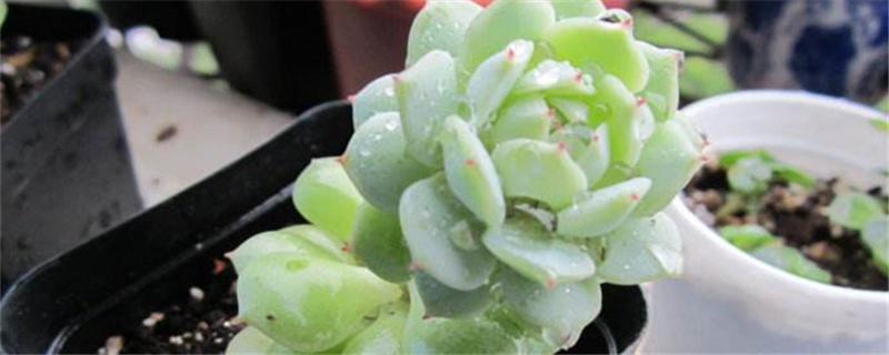 水珠怎么养 水珠怎么养