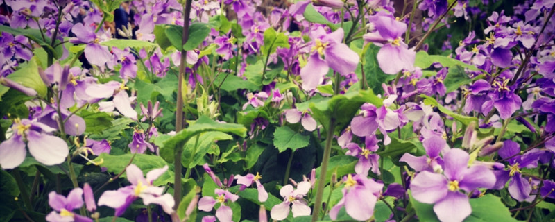诸葛菜花语是什么 诸葛菜花语是什么