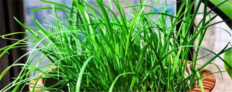 韭菜几天出苗 韭菜几天出苗