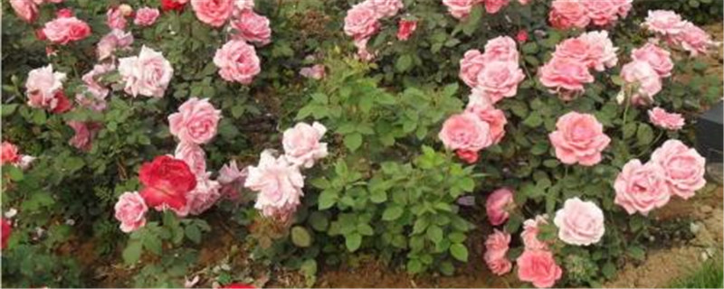 月季花蚜虫用什么药 月季花蚜虫用什么药