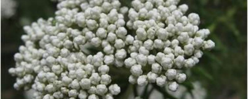 小米花的花语是什么 小米花的花语是什么