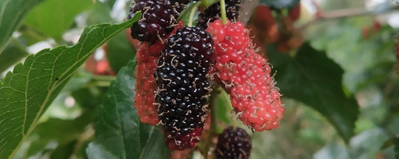 桑葚成熟的季节是什么时候 桑葚成熟的季节是什么时候