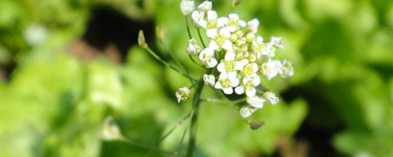 荠菜花花语 荠菜花花语