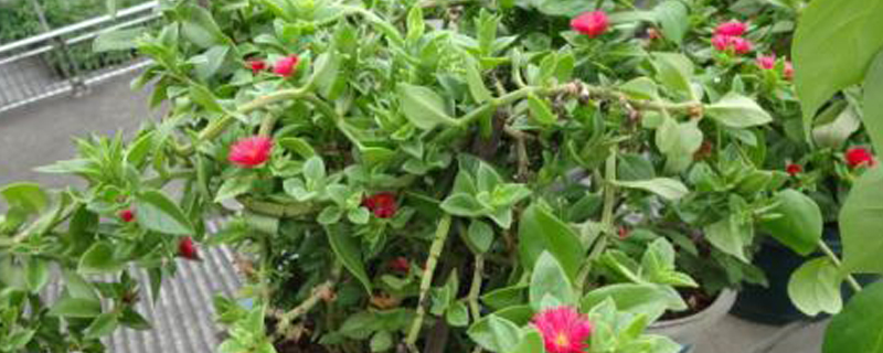 牡丹吊兰怎么发芽 牡丹吊兰怎么发芽