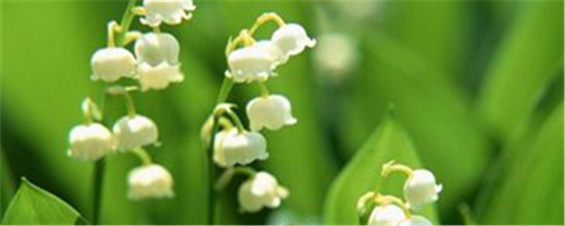 蔓性风铃花几月份扦插 蔓性风铃花几月份扦插