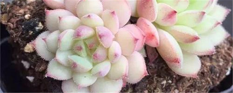 种植多肉常用什么肥料 种植多肉常用什么肥料
