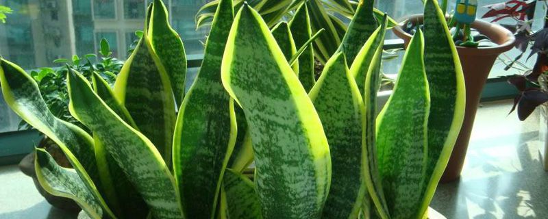 室内观叶植物常见的有哪些