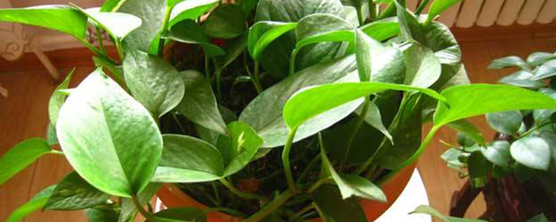 常用室内绿化植物品种有哪些 常用室内绿化植物品种有哪些