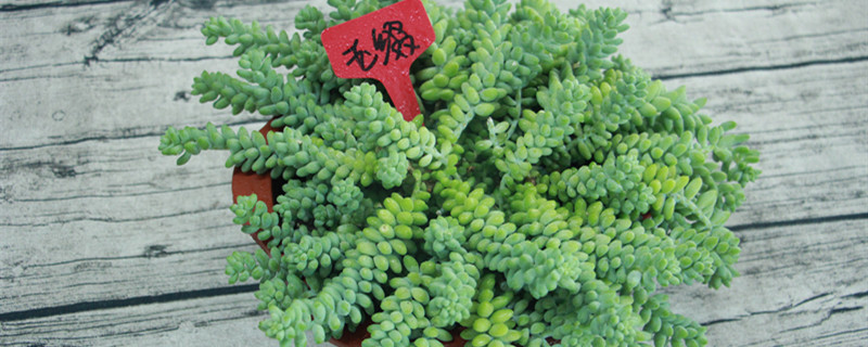 玉缀怎么养 玉缀怎么养
