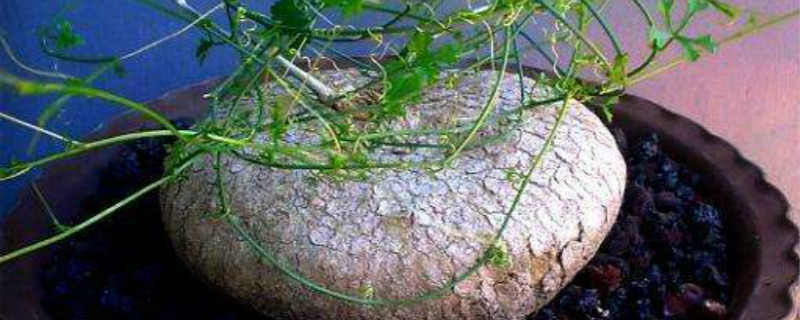 笑布袋的生长环境