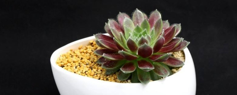 红卷绢开花吗 红卷绢开花吗