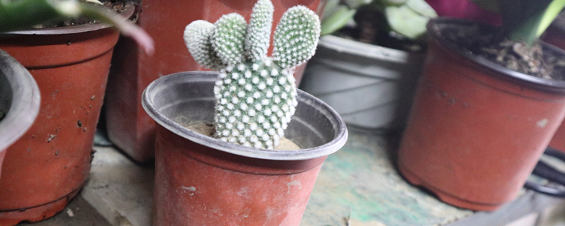 仙人掌开花吗 仙人掌开花吗