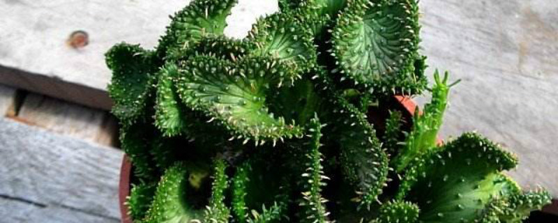 孔雀球为什么化水