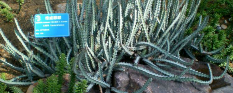 怎么预防绿威麒麟烂根