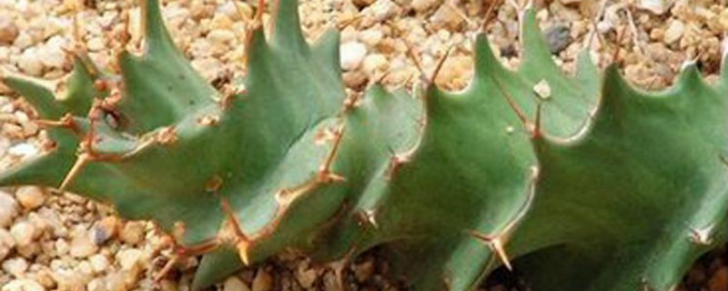 旋风麒麟的学名