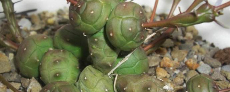 玉鳞宝怎么养成老桩