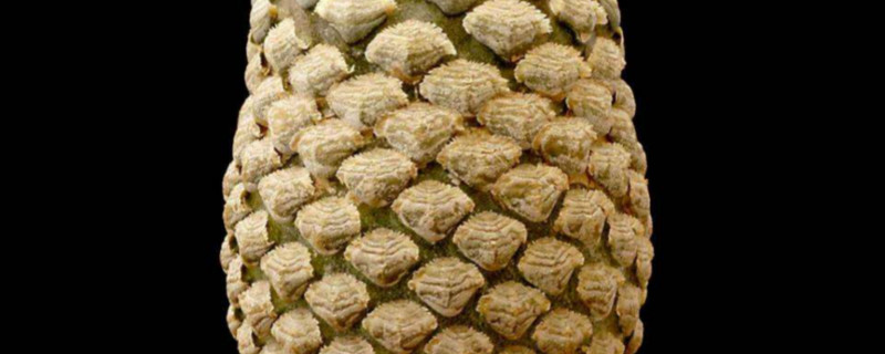 鱼鳞大戟的学名 鱼鳞大戟的学名