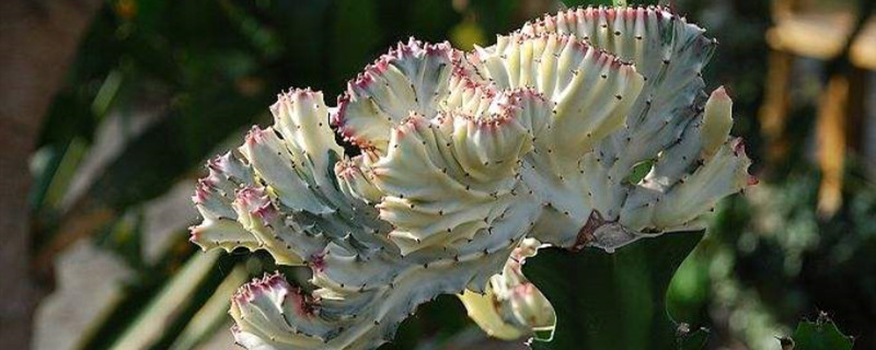 春峰锦开花吗 春峰锦开花吗